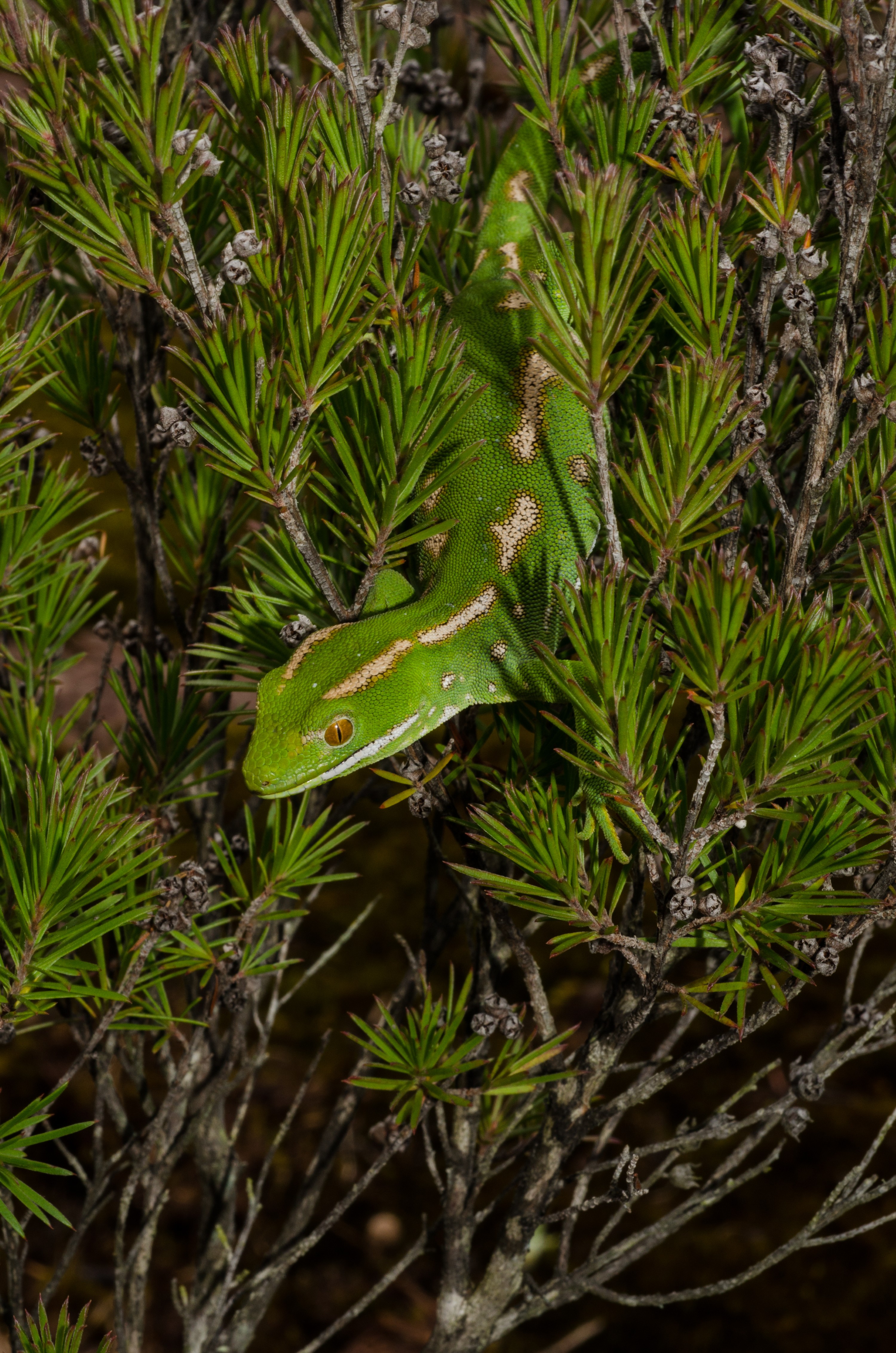 DSC_1113 – Northland, green, gecko, Naultinus, grayii, lizard, far north, north, far, Crispin, reptiles, amphibians, rare, cold, blood, new, new zealand, zealand, nz